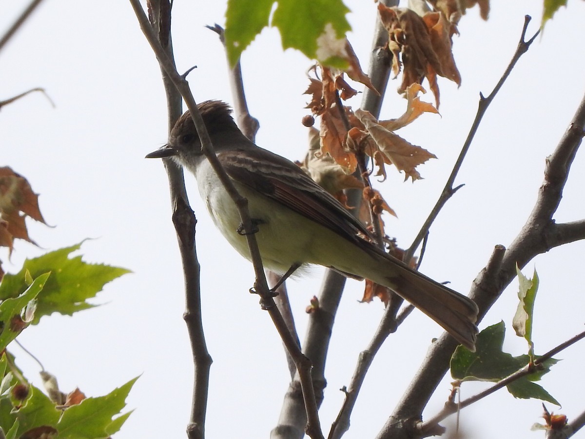 Ash-throated Flycatcher - Stephen Chan