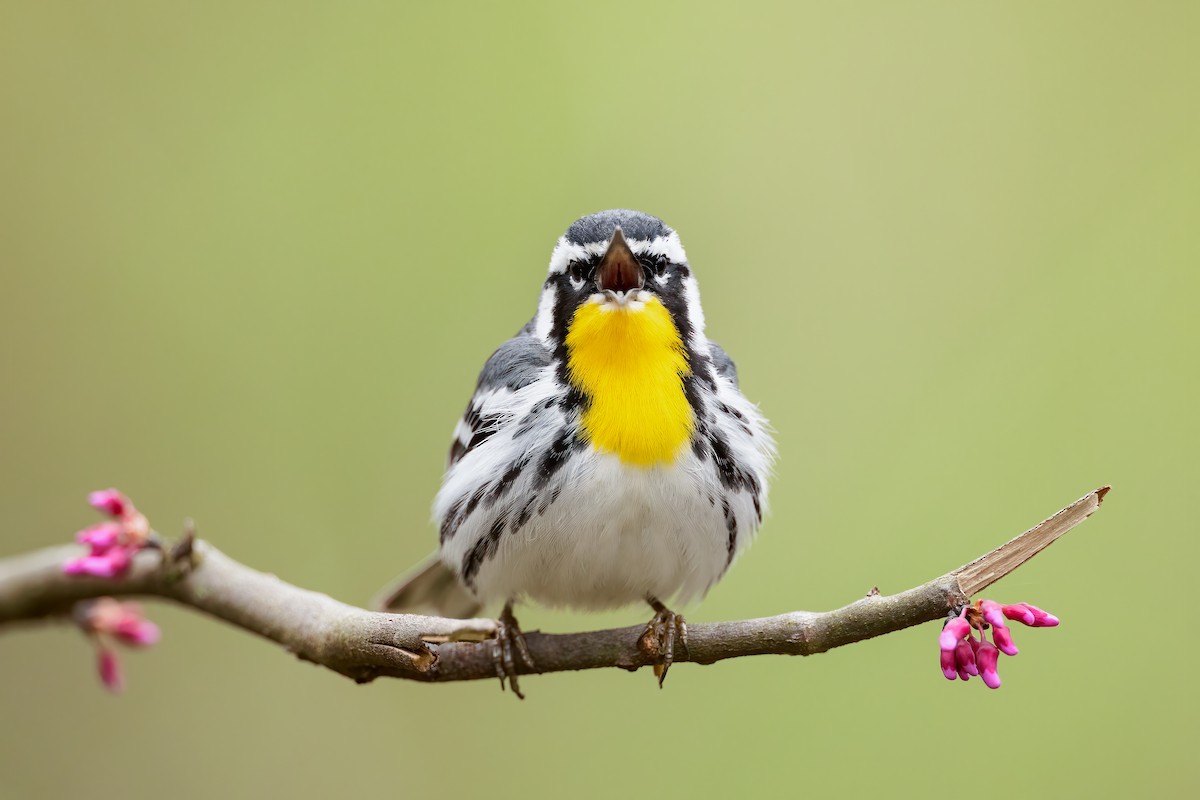 Yellow-throated Warbler - ML325762261