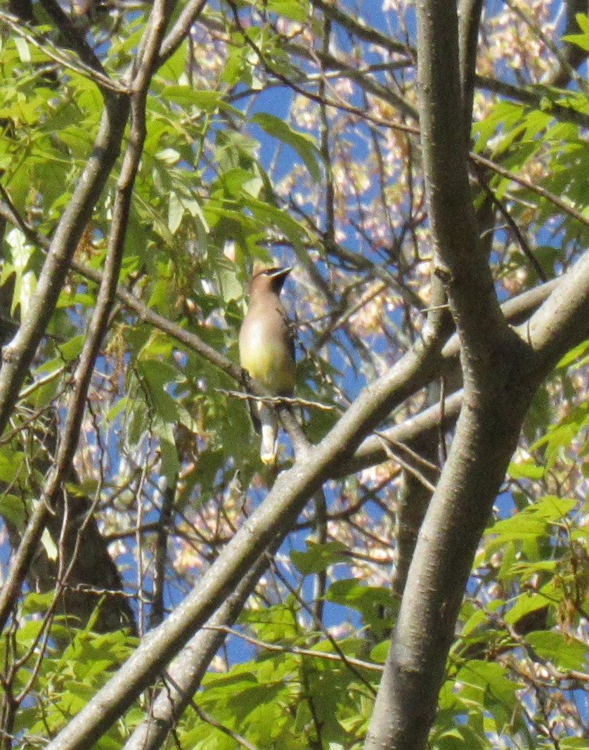 Cedar Waxwing - ML325762391