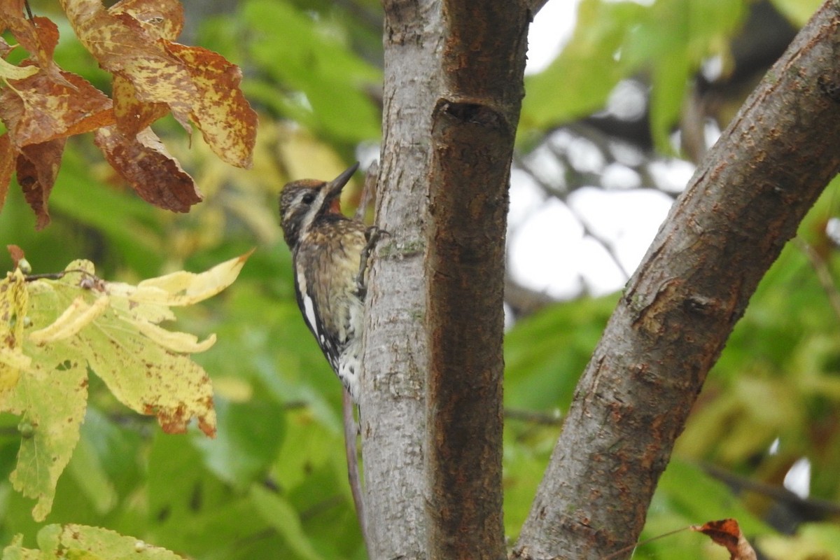 Yellow-bellied Sapsucker - ML325762951