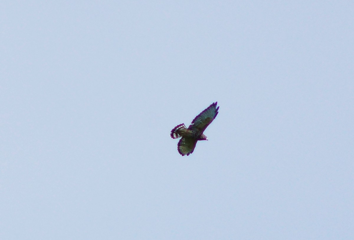 Broad-winged Hawk - ML32576411