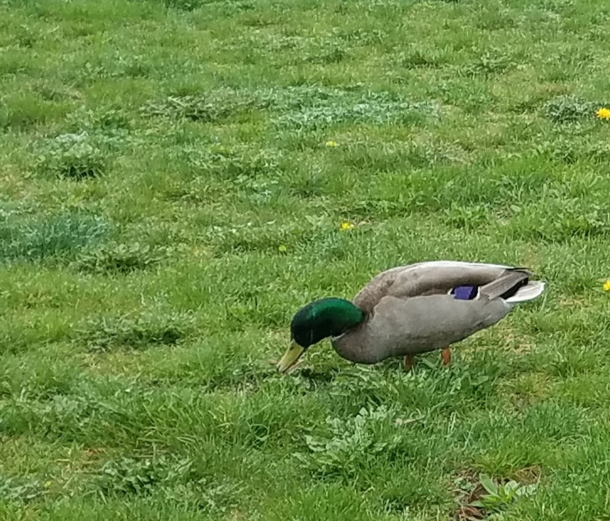 Mallard - ML325764341