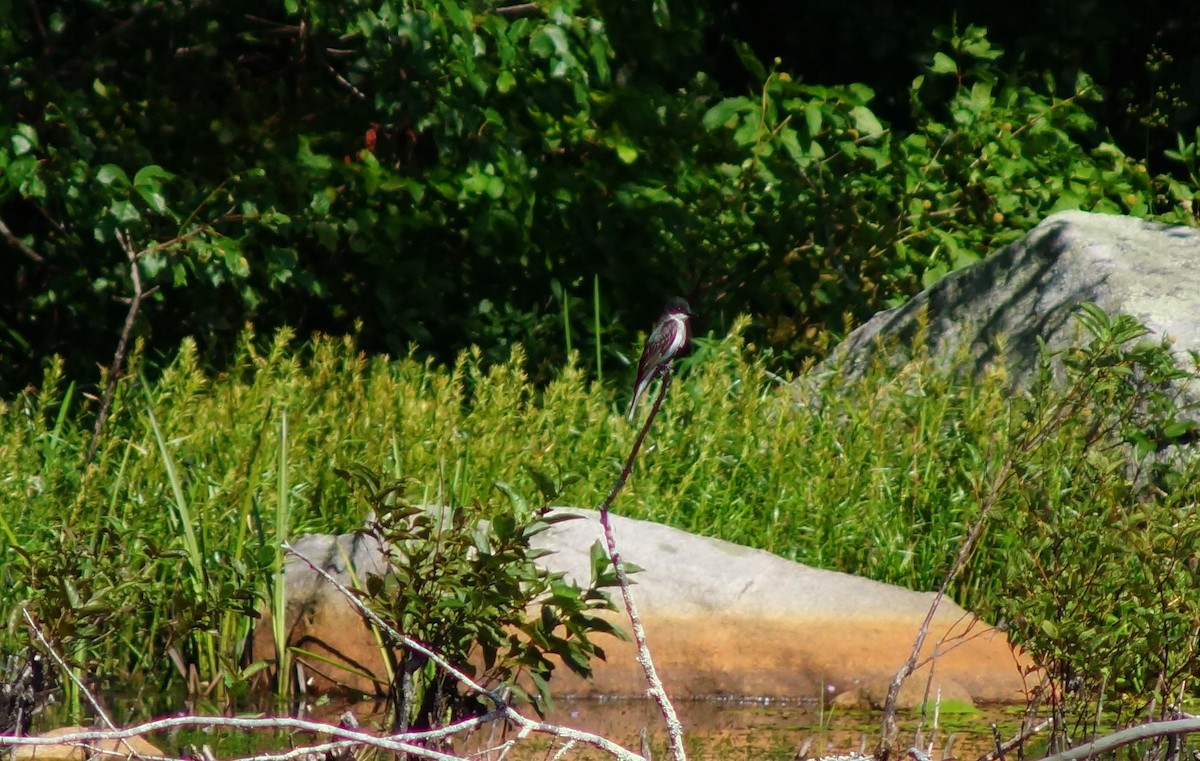 Eastern Kingbird - ML32576511