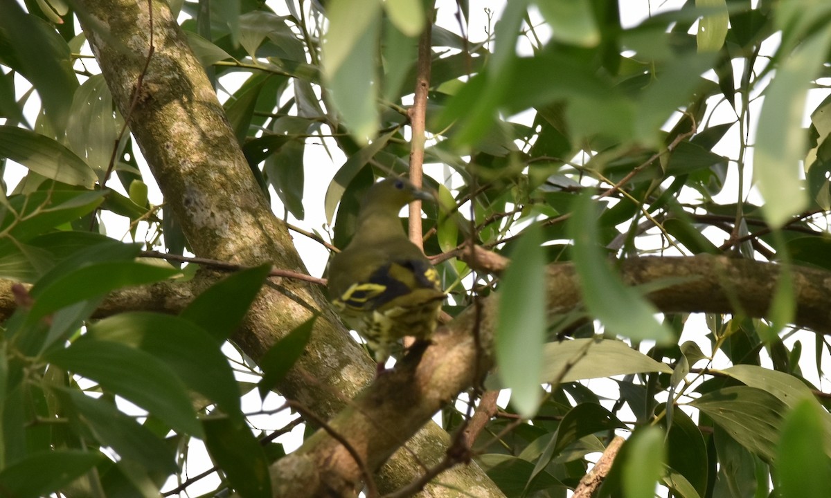 Gray-fronted Green-Pigeon - ML325765791