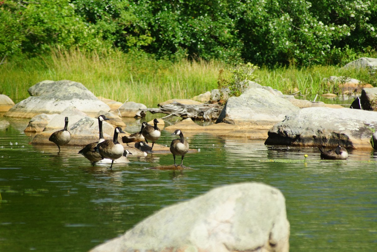 Canada Goose - Brian Williams