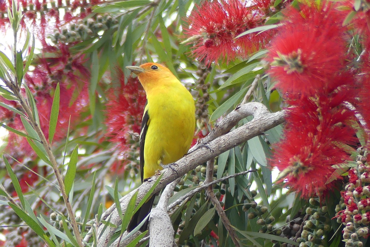 Western Tanager - ML325767321