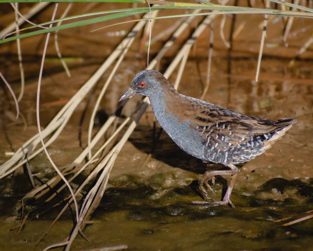 Dot-winged Crake - ML325767341