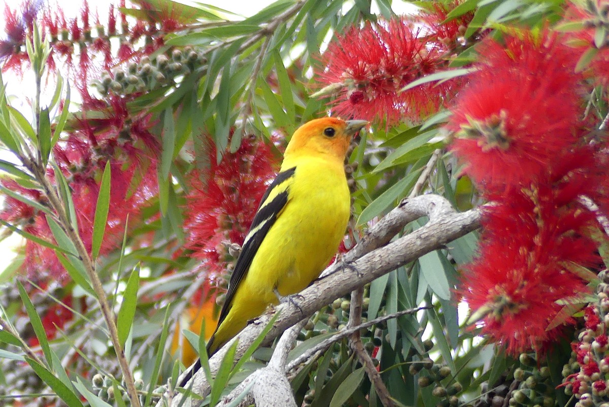 Western Tanager - ML325767391