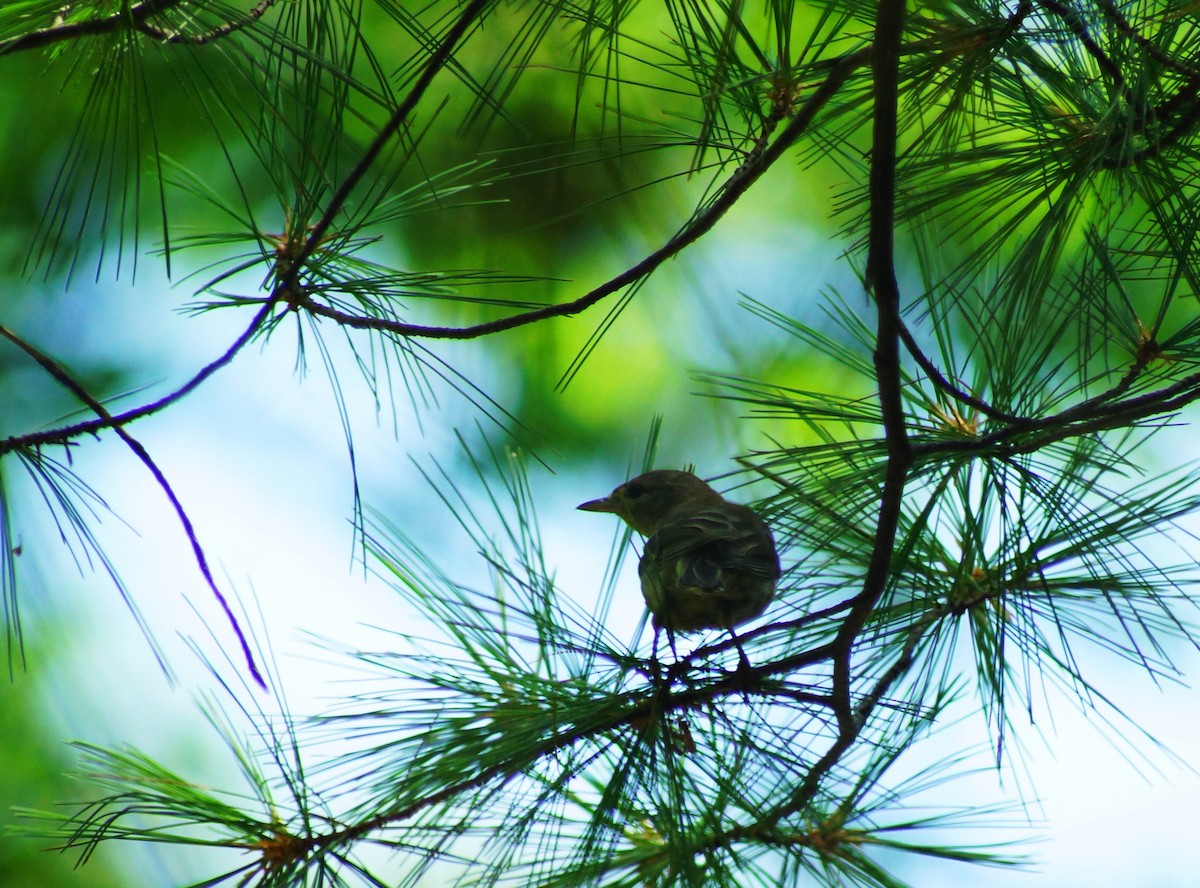 Pine Warbler - Brian Williams