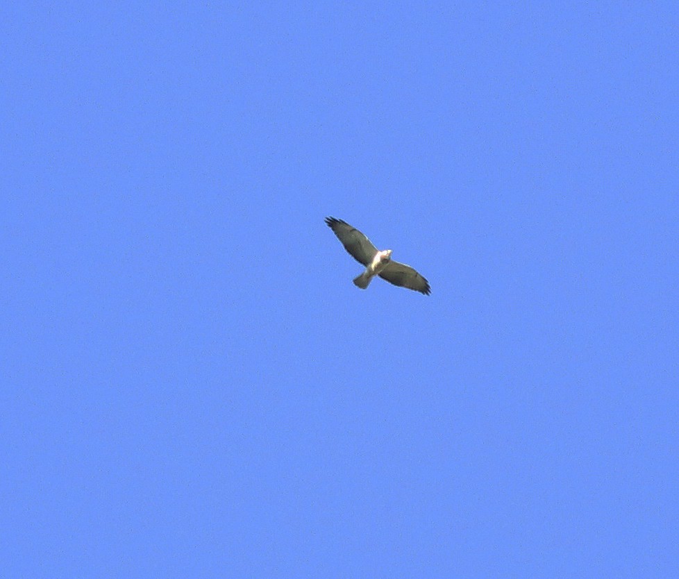 Swainson's Hawk - Gary Graves