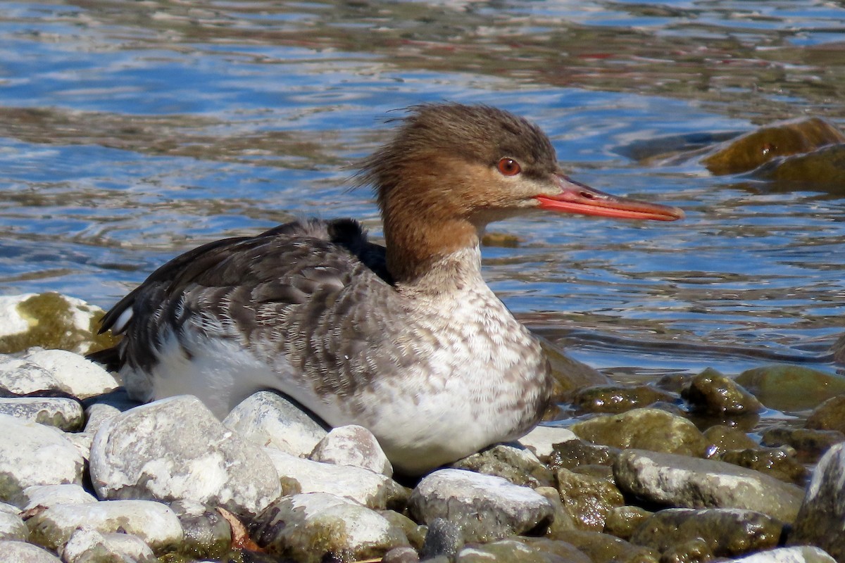 Red-breasted Merganser - ML325769031