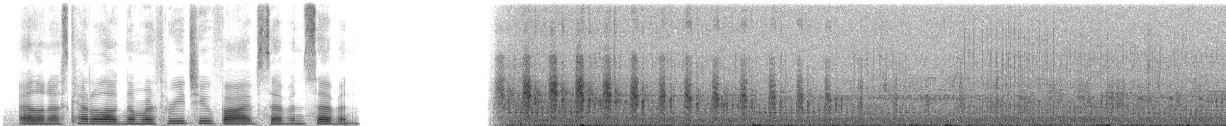 Sütbeyaz Sumru (candida/leucopes) - ML32577