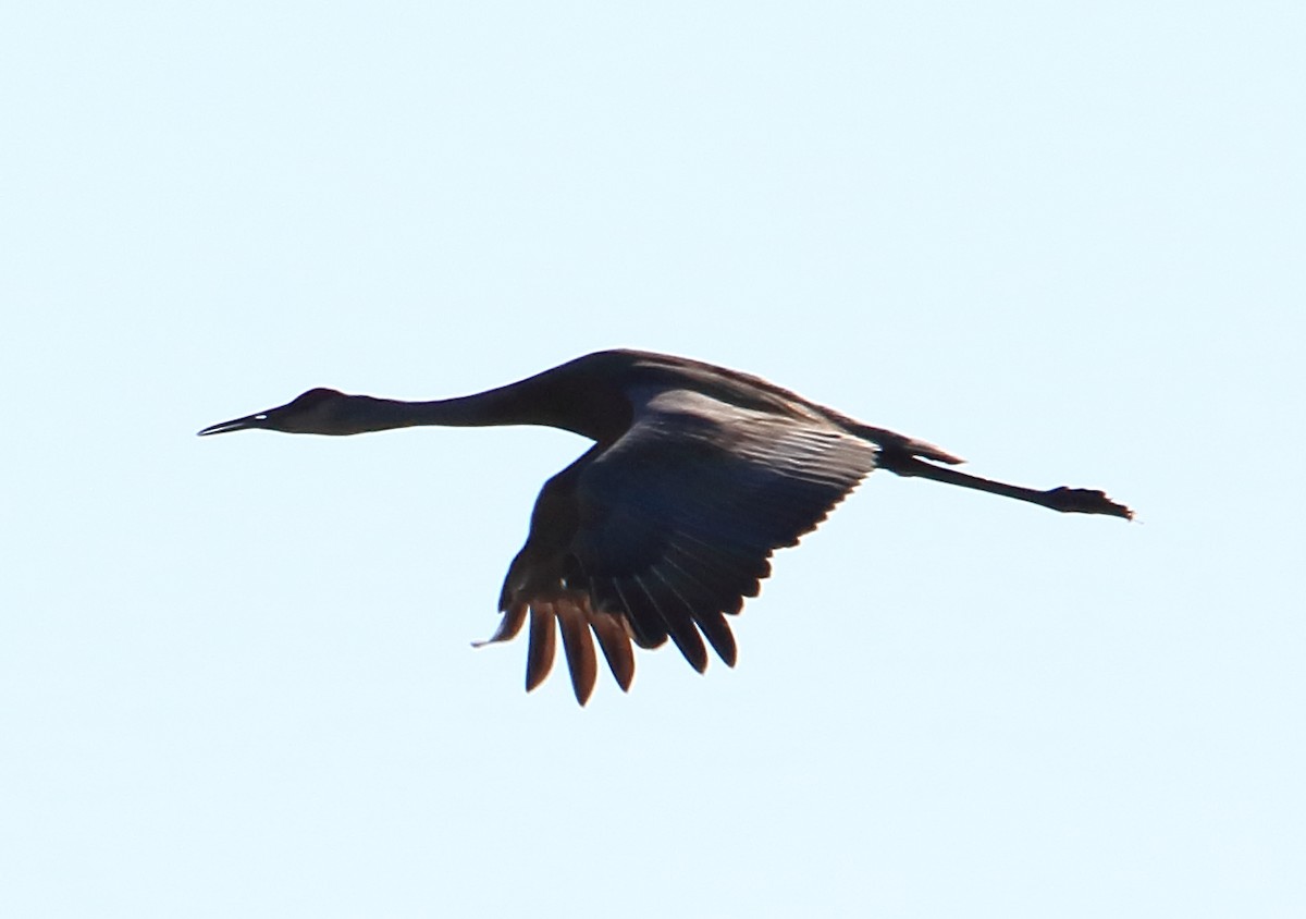 Sandhill Crane - ML325771271