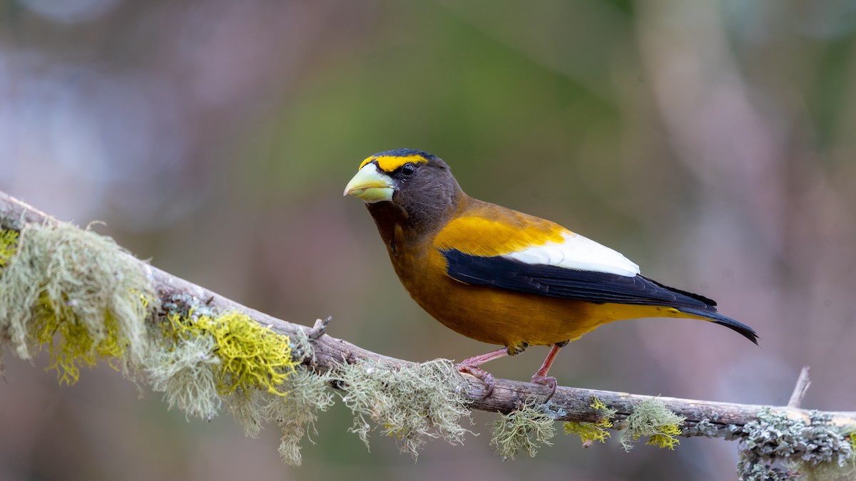 Evening Grosbeak - ML325771901