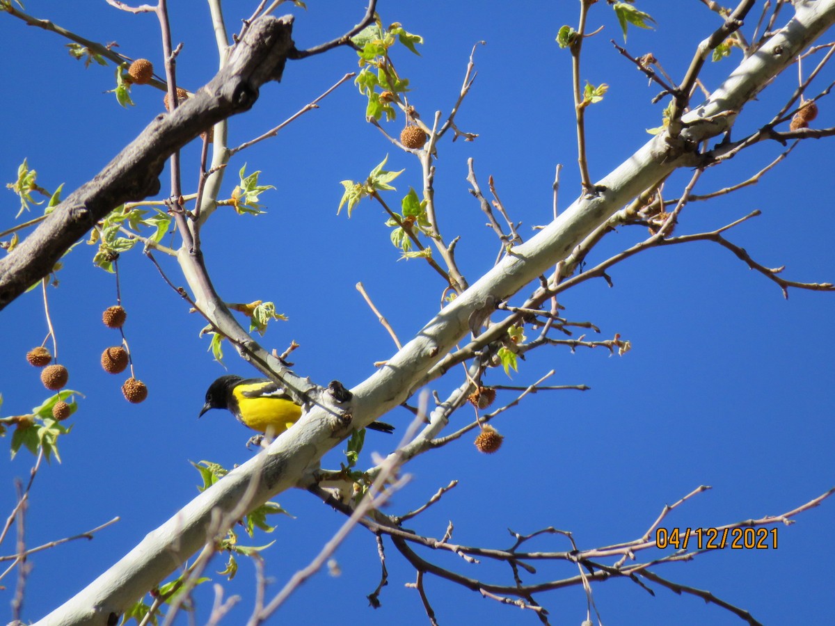 Scott's Oriole - ML325773631