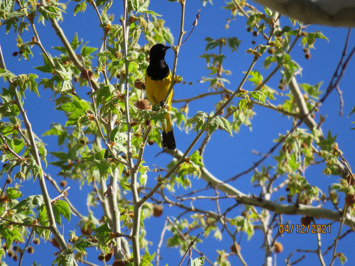 Scott's Oriole - ML325773691