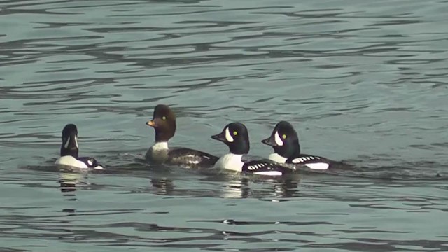 Barrow's Goldeneye - ML325775881