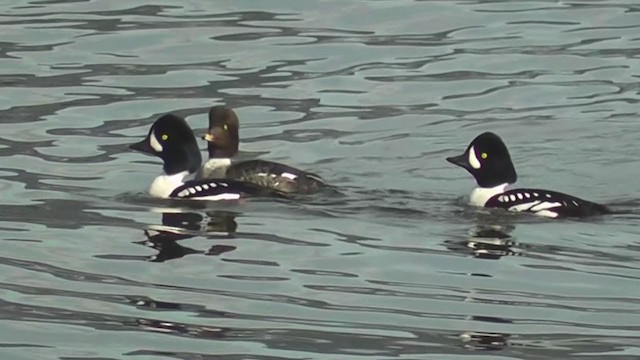 Barrow's Goldeneye - ML325776441