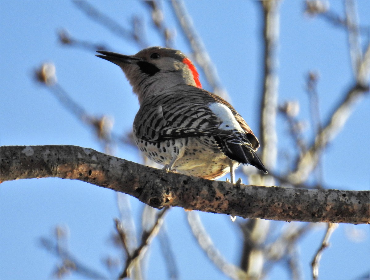 Northern Flicker - ML325779341