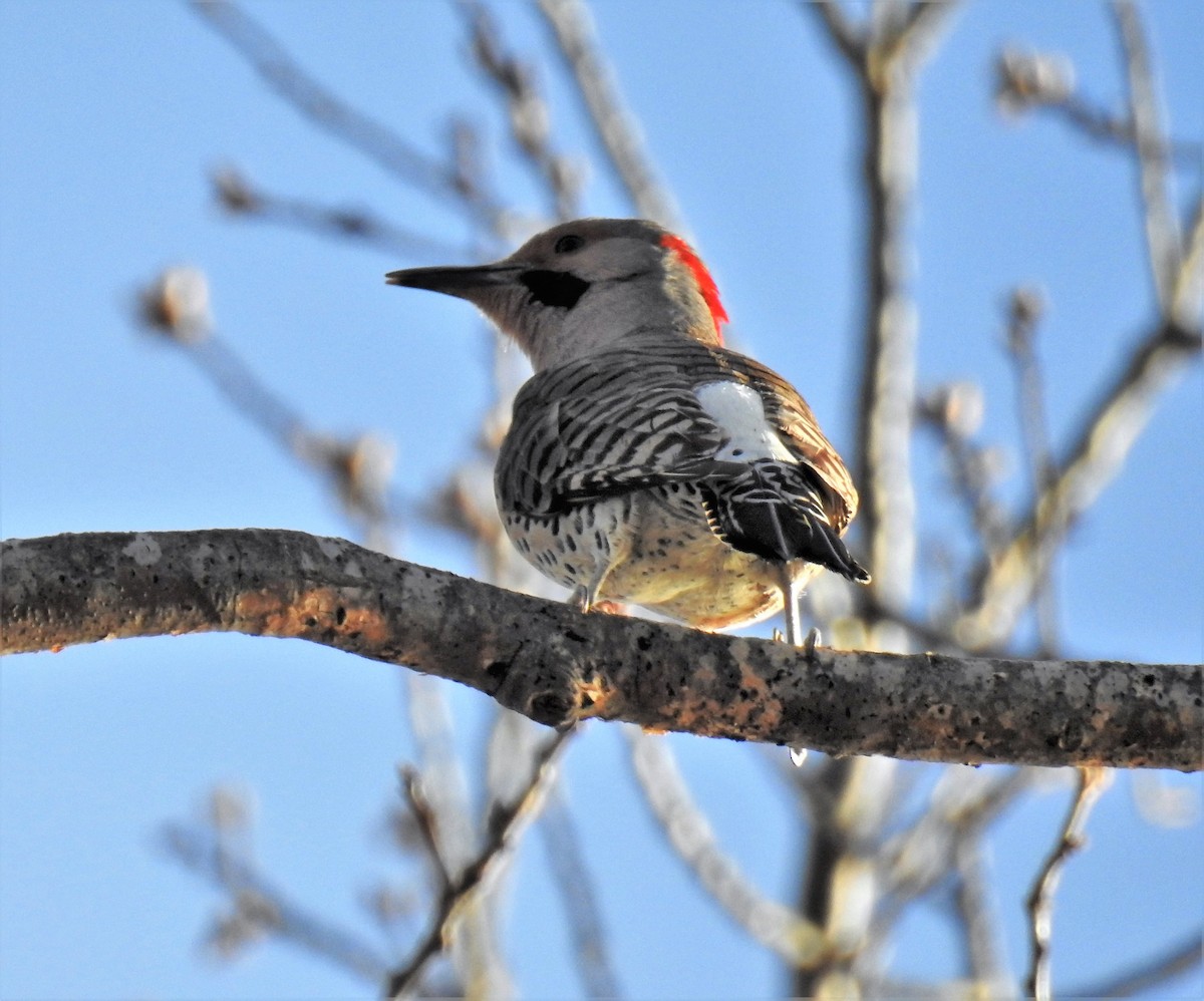 Northern Flicker - ML325779351