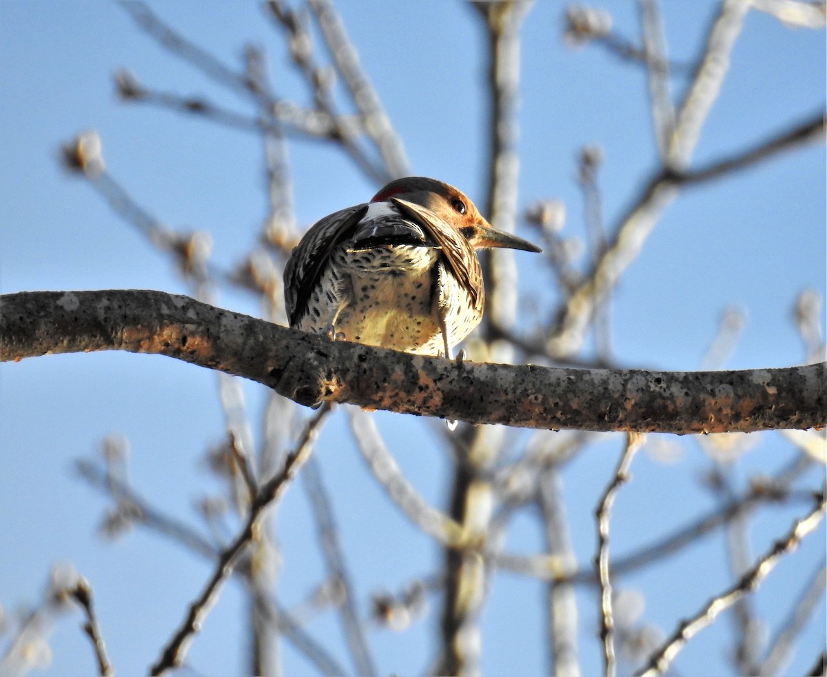 Northern Flicker - ML325779401