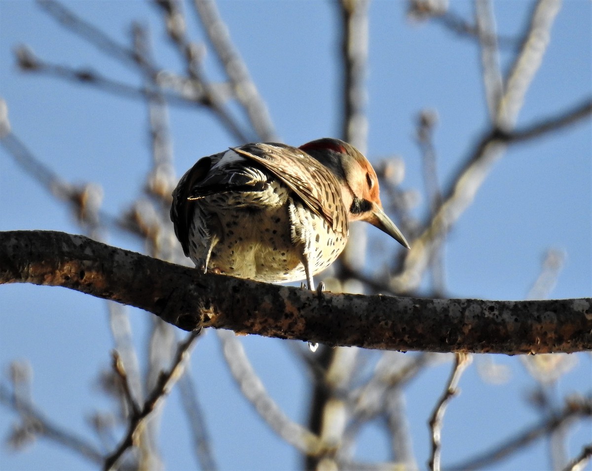 Northern Flicker - ML325779411