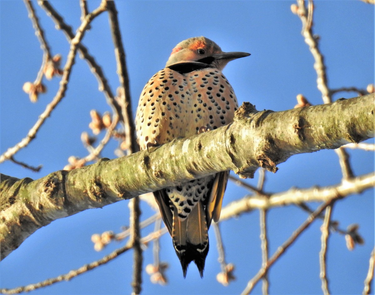 Northern Flicker - ML325779441