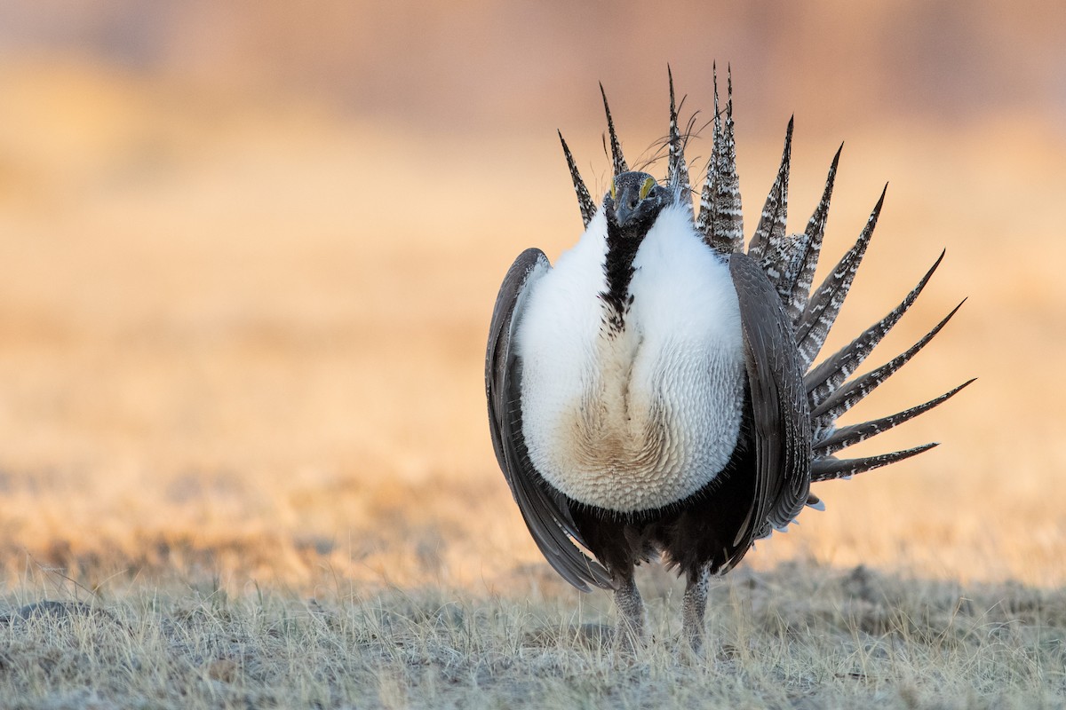 Greater Sage-Grouse - Brandon Nidiffer