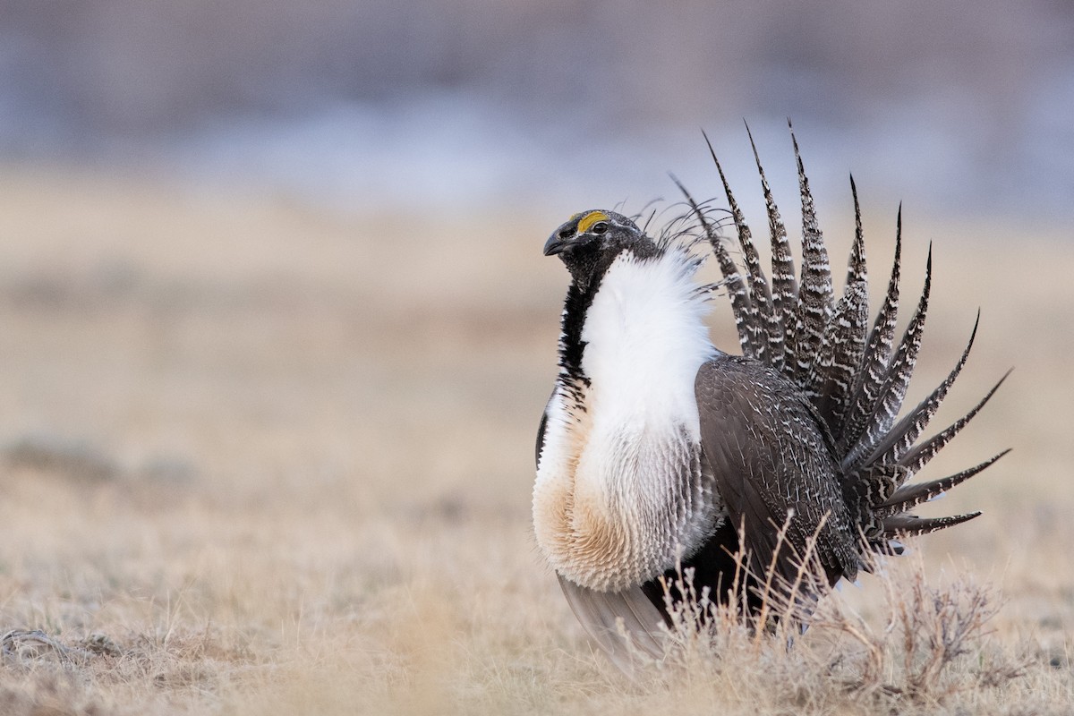 Greater Sage-Grouse - Brandon Nidiffer