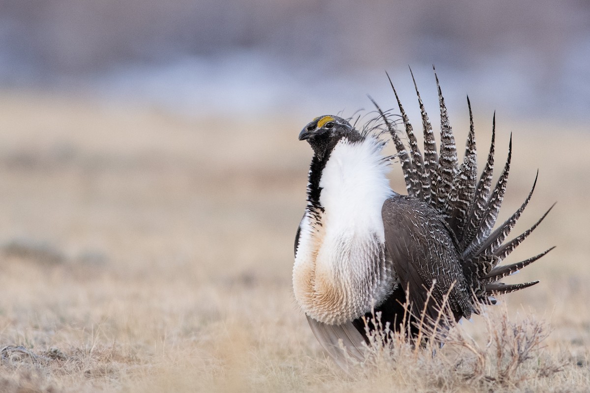 Greater Sage-Grouse - ML325783511