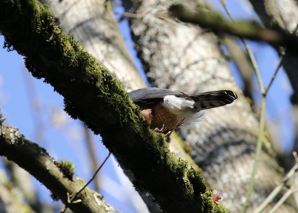 Cooper's Hawk - James Wilkins