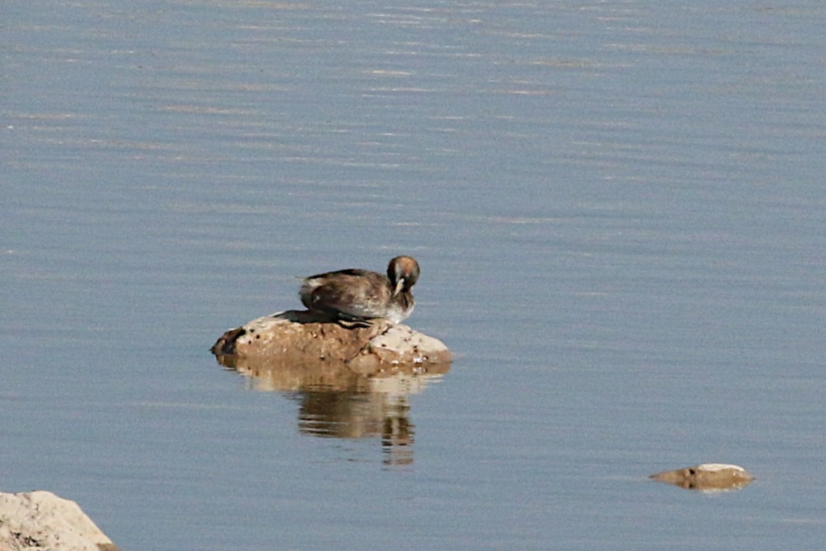 Little Grebe - ML325785571