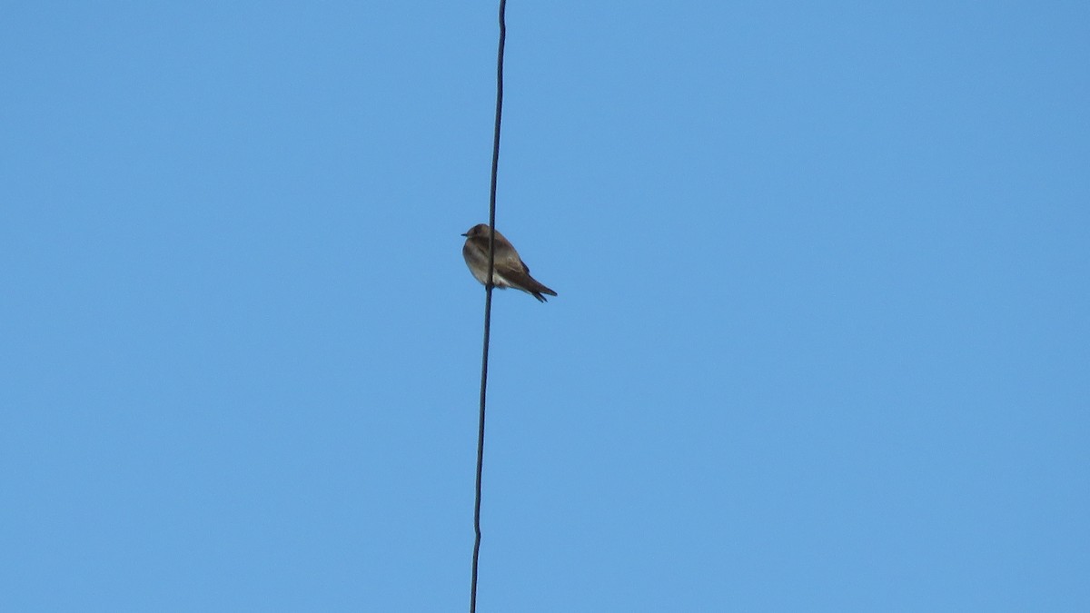 Golondrina Aserrada - ML325785671