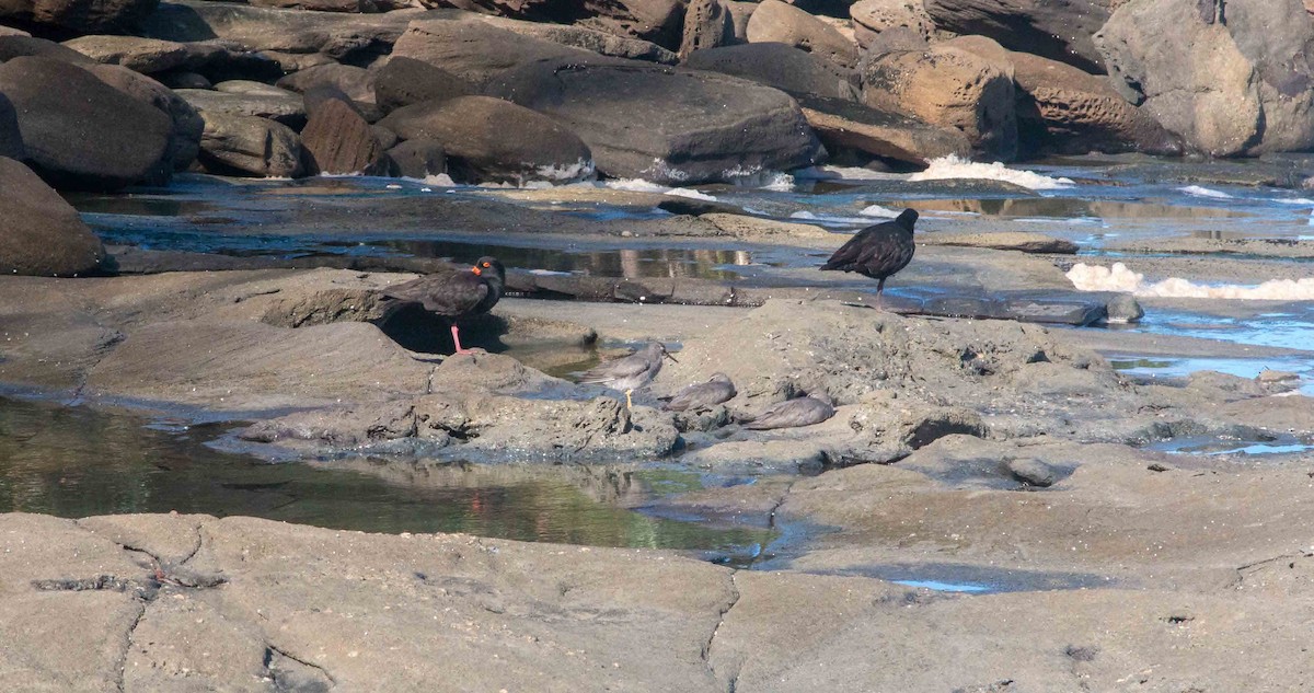 Wandering Tattler - ML325786161