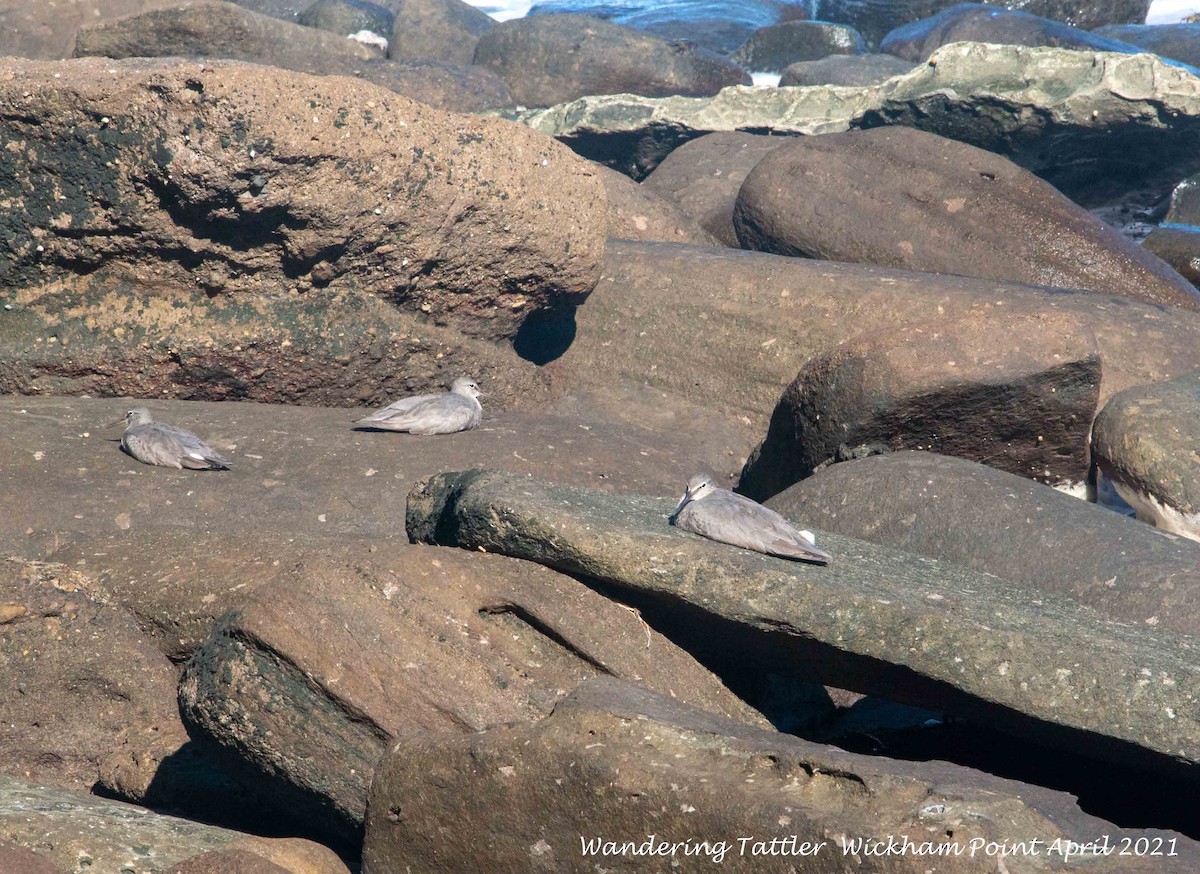 Wandering Tattler - Steve Cunningham