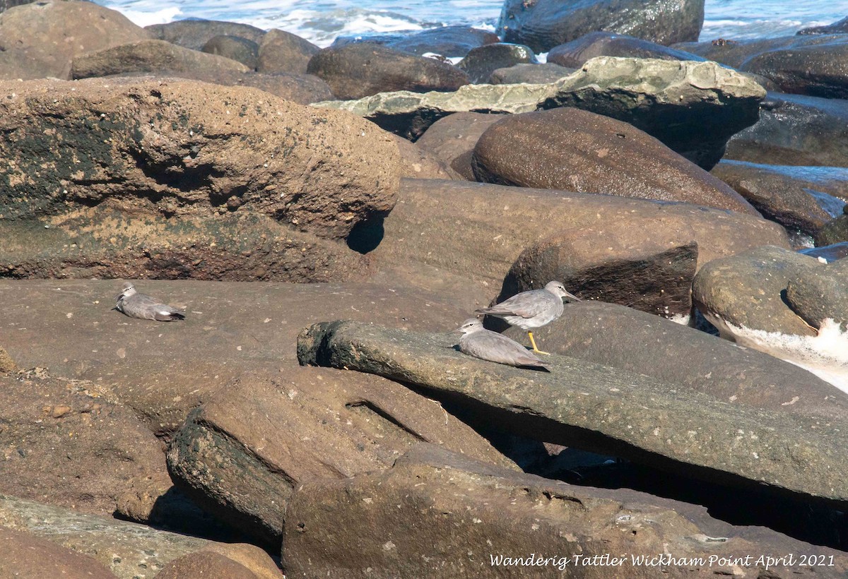 Wandering Tattler - ML325786191