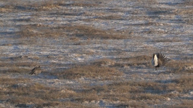 Greater Sage-Grouse - ML325787531