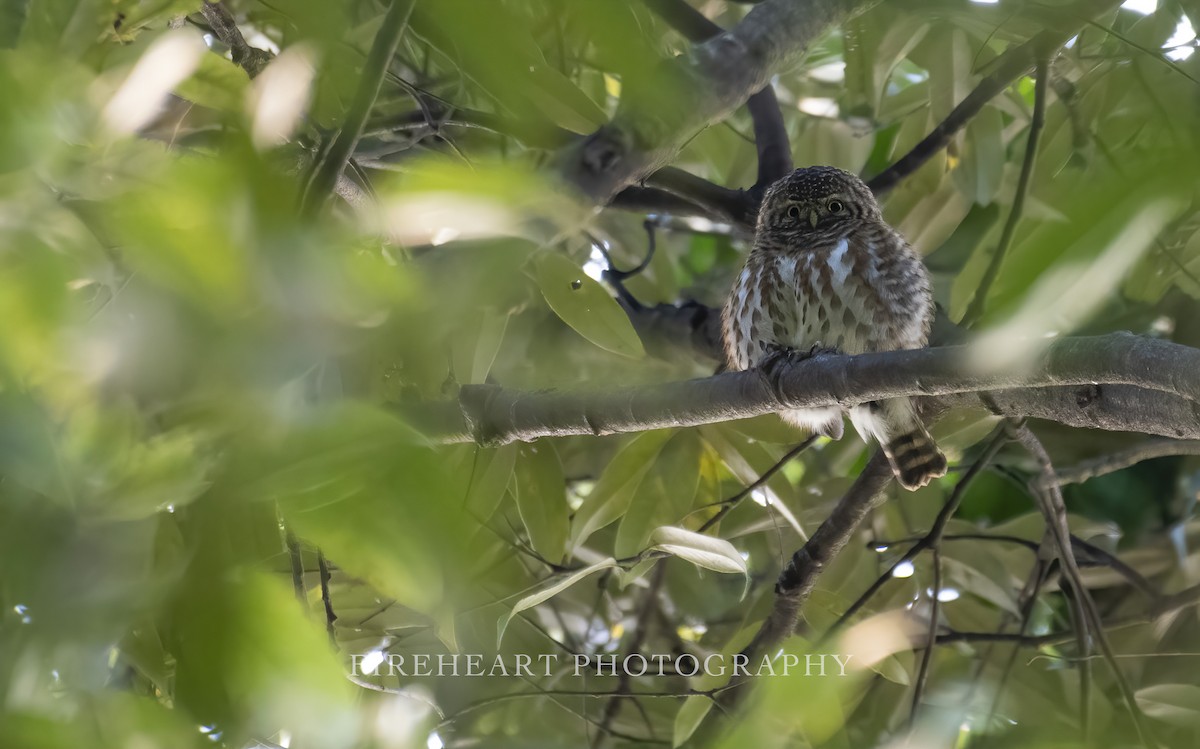 Collared Owlet - ML325787901