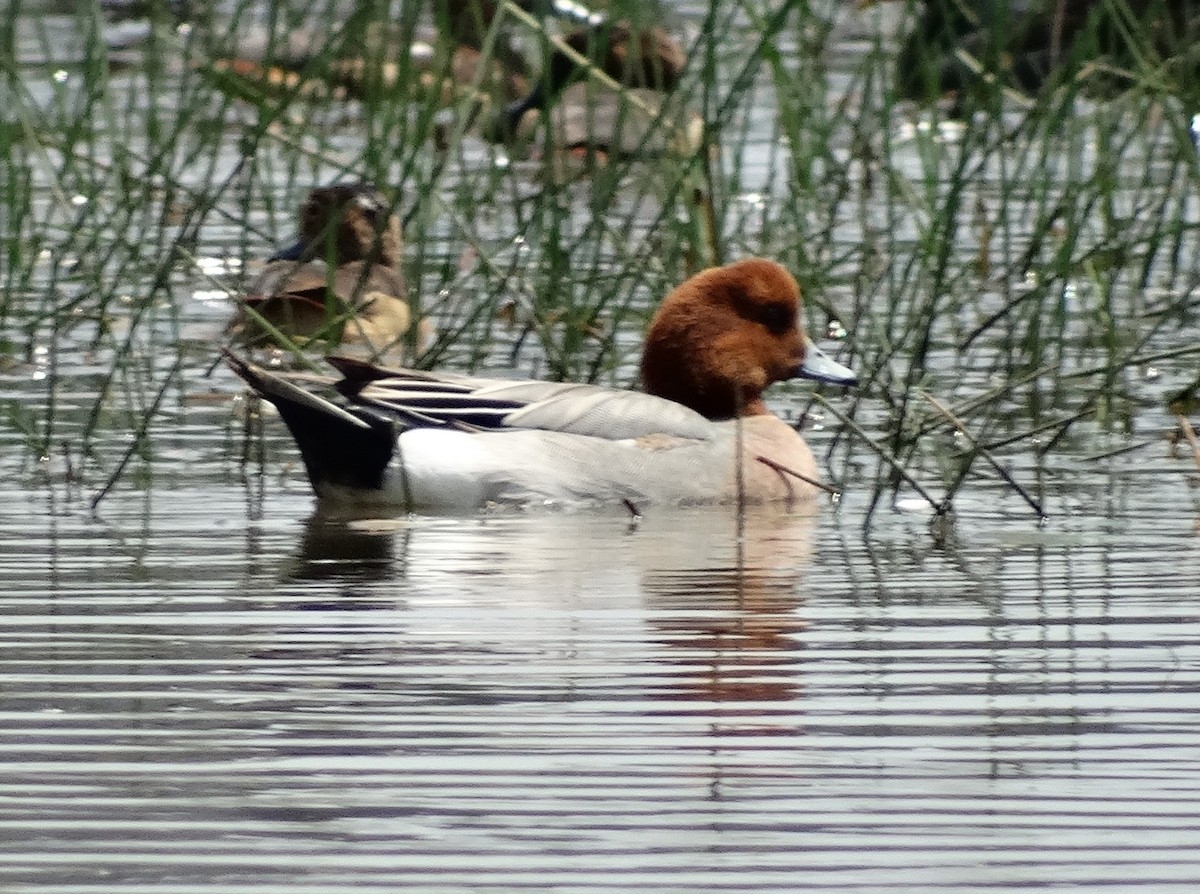 Eurasian Wigeon - ML325787981