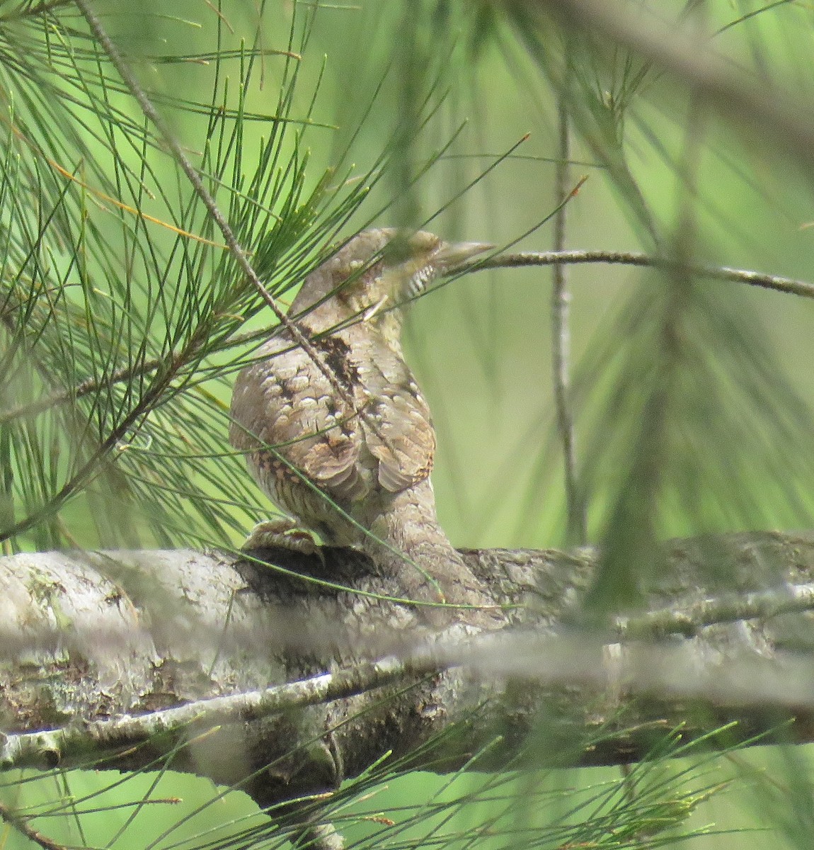 Eurasian Wryneck - ML325789101