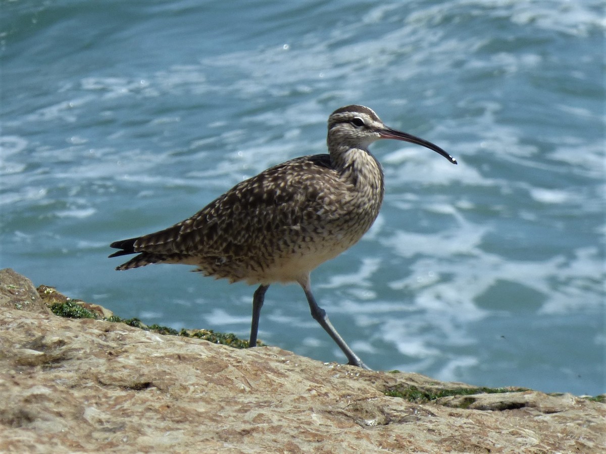 Whimbrel - David Sidle