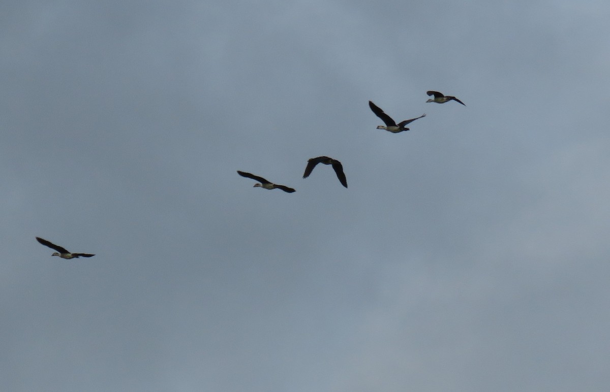 Knob-billed Duck - ML325791061