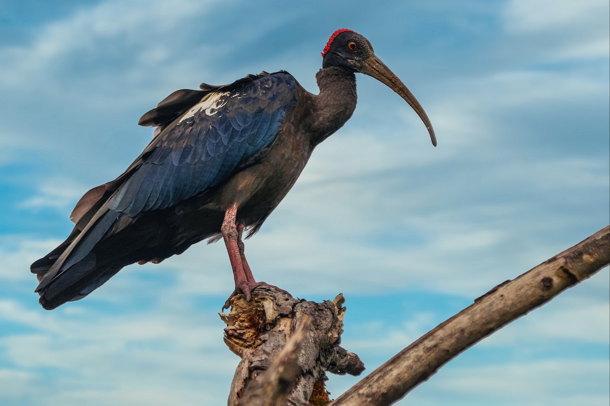Red-naped Ibis - ML325791131