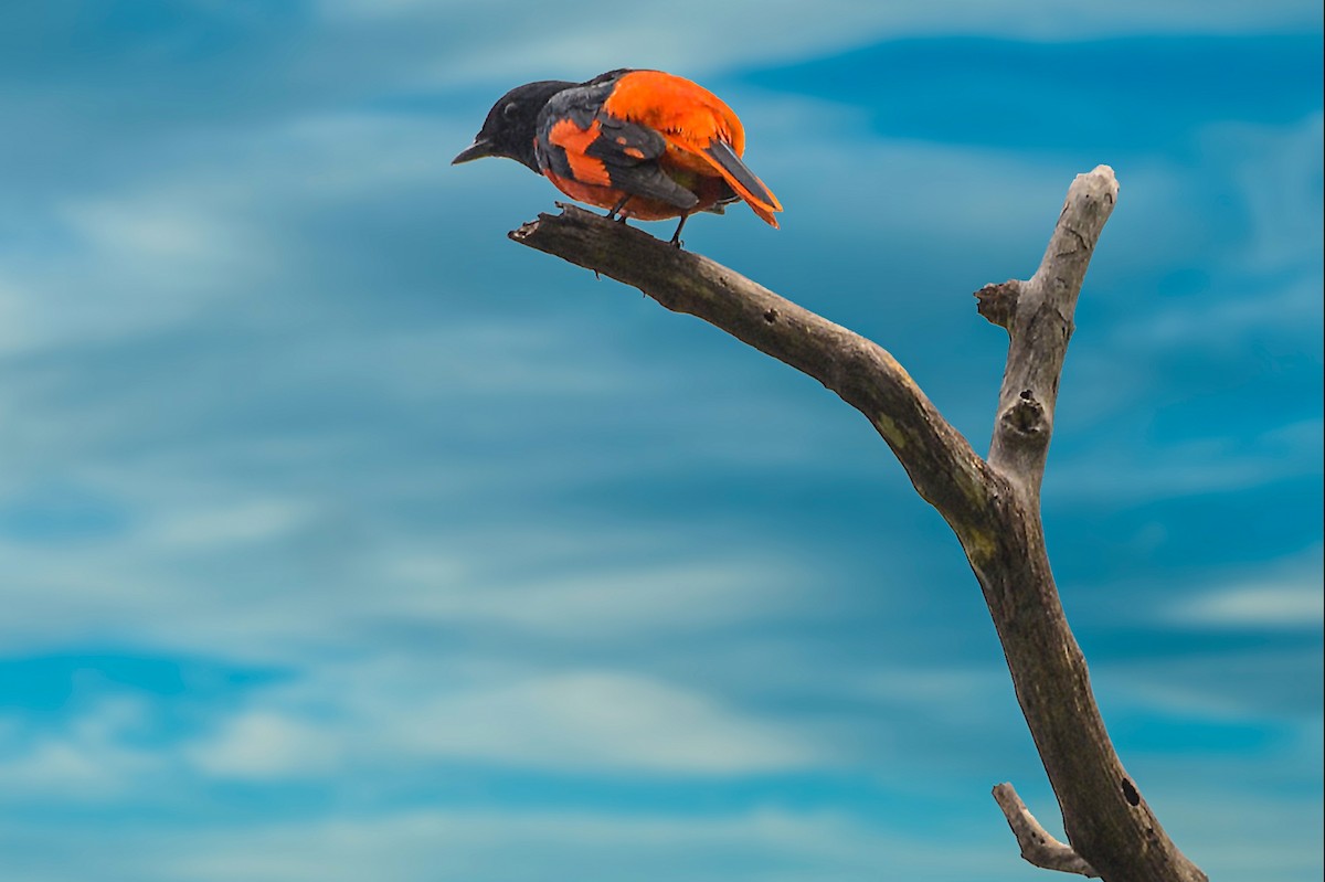 Scarlet Minivet - ML325791141