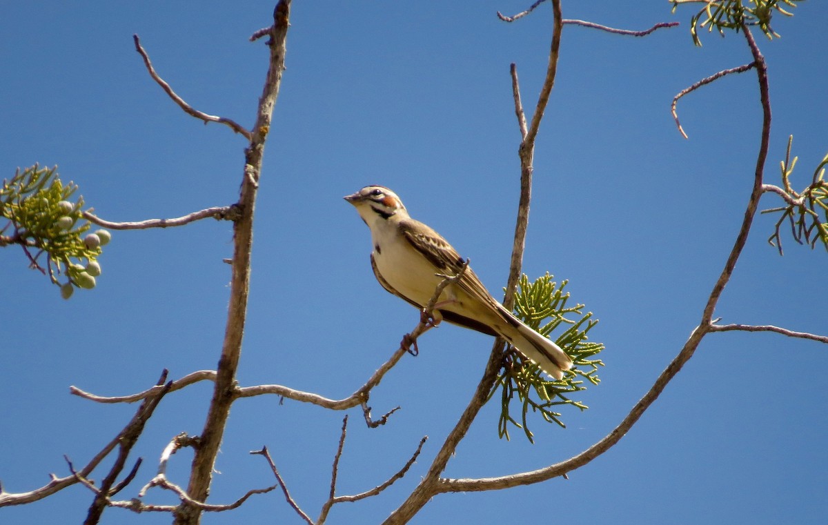 Lark Sparrow - Petra Clayton