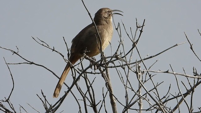 California Thrasher - ML325795111