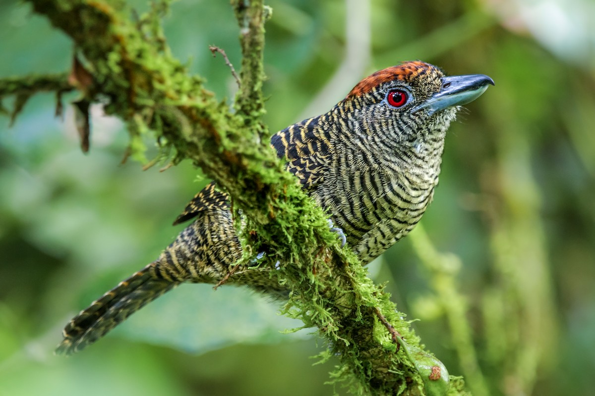 Fasciated Antshrike - ML325795131