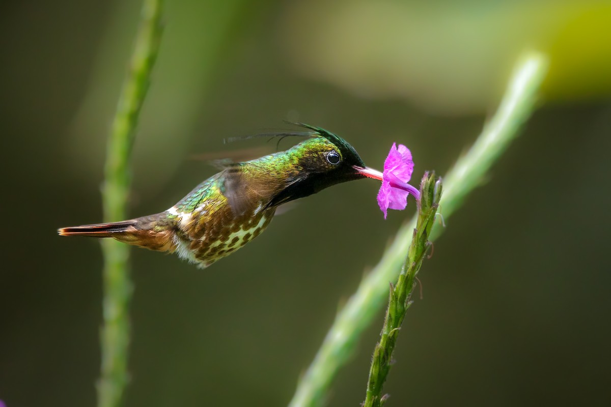 Black-crested Coquette - ML325795341