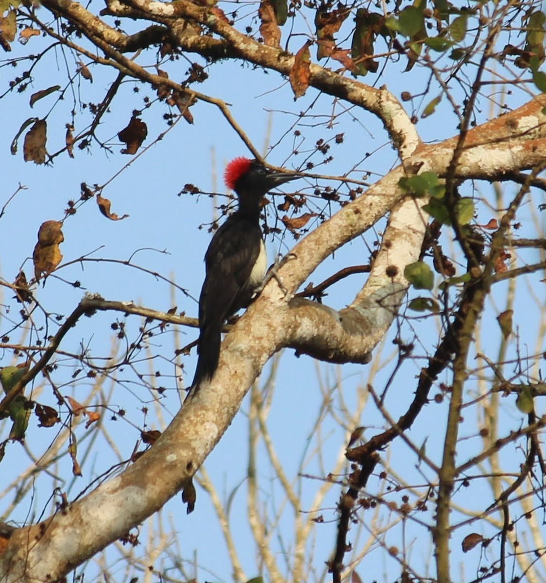 White-bellied Woodpecker - ML325796061