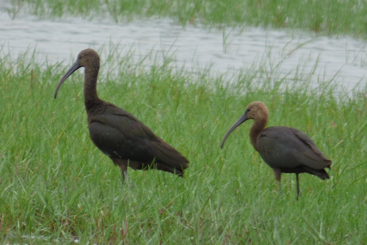 ibis hnědý - ML325797361